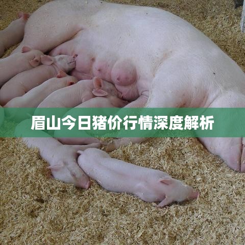 眉山今日猪价行情深度解析