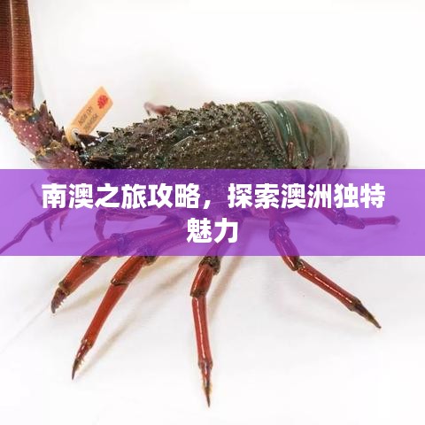南澳之旅攻略，探索澳洲独特魅力
