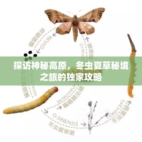 探访神秘高原，冬虫夏草秘境之旅的独家攻略
