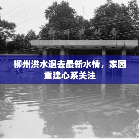 柳州洪水退去最新水情，家园重建心系关注