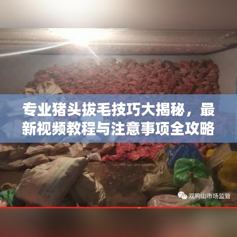 专业猪头拔毛技巧大揭秘，最新视频教程与注意事项全攻略