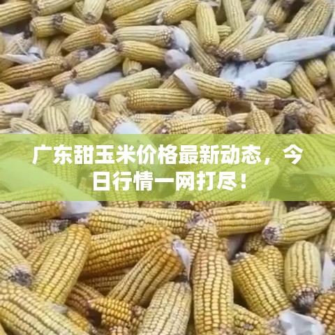 广东甜玉米价格最新动态，今日行情一网打尽！