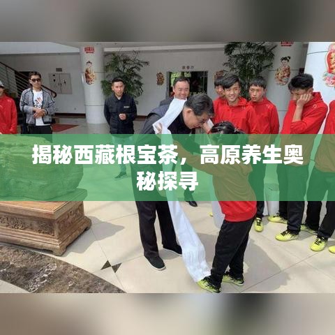 揭秘西藏根宝茶，高原养生奥秘探寻