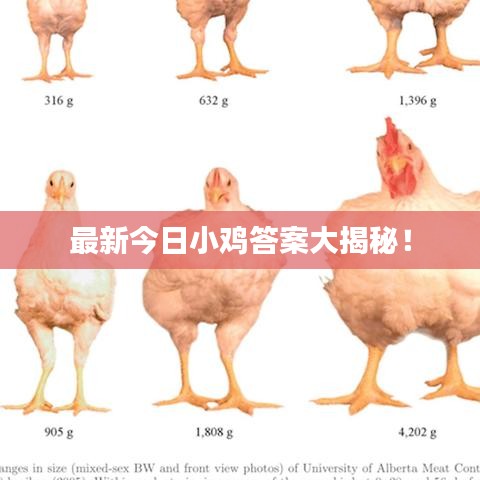 最新今日小鸡答案大揭秘！