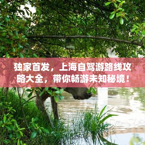 独家首发，上海自驾游路线攻略大全，带你畅游未知秘境！