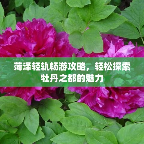 菏泽轻轨畅游攻略，轻松探索牡丹之都的魅力