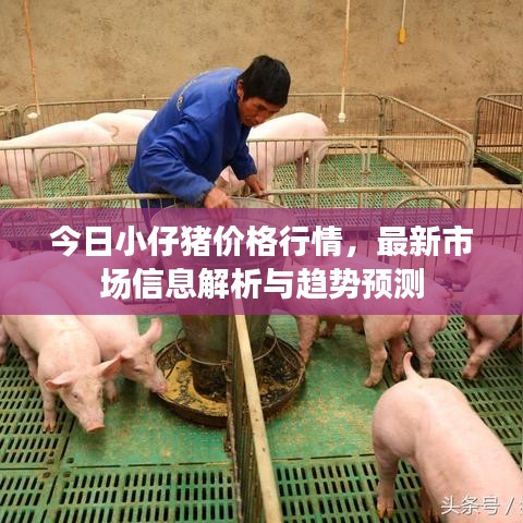 今日小仔猪价格行情，最新市场信息解析与趋势预测