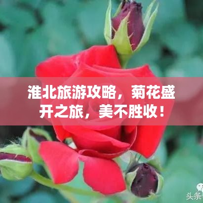 淮北旅游攻略，菊花盛开之旅，美不胜收！