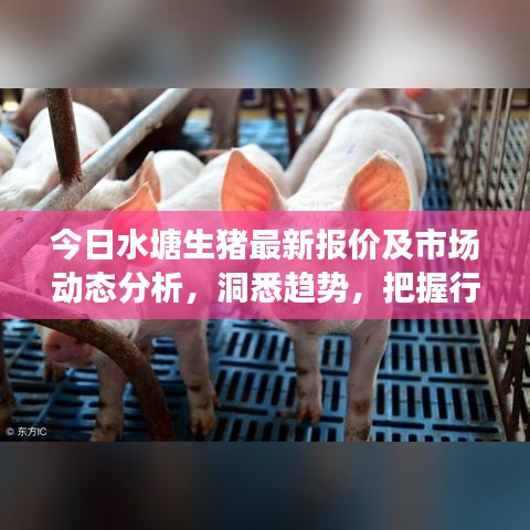 今日水塘生猪最新报价及市场动态分析，洞悉趋势，把握行业先机
