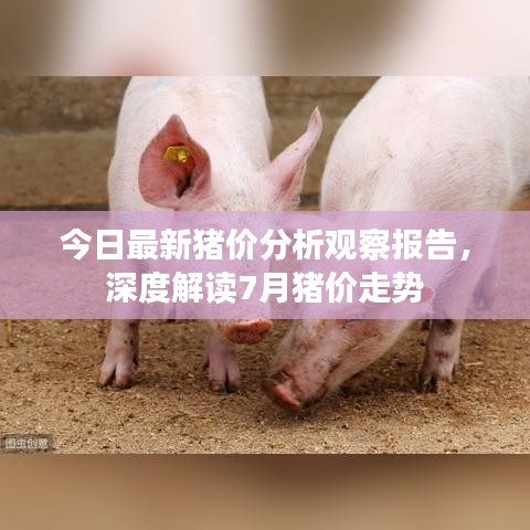 今日最新猪价分析观察报告，深度解读7月猪价走势