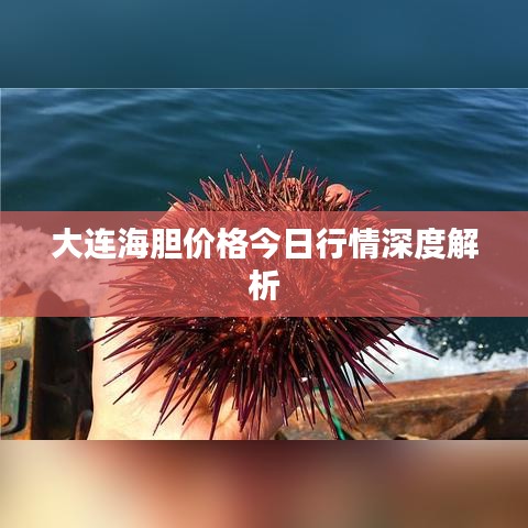 大连海胆价格今日行情深度解析