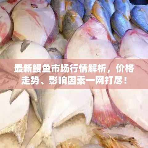 最新鳗鱼市场行情解析，价格走势、影响因素一网打尽！