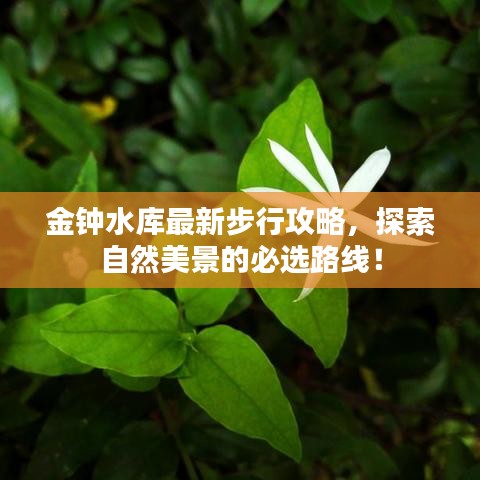 金钟水库最新步行攻略，探索自然美景的必选路线！