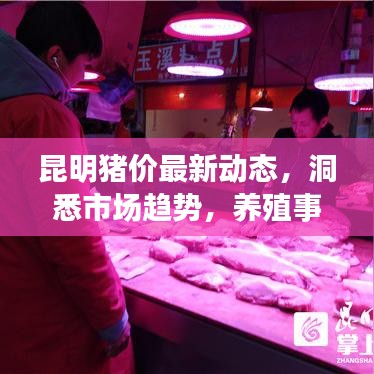 昆明猪价最新动态，洞悉市场趋势，养殖事业必备参考