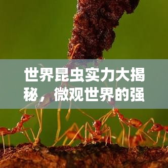 世界昆虫实力大揭秘，微观世界的强者传奇排名榜