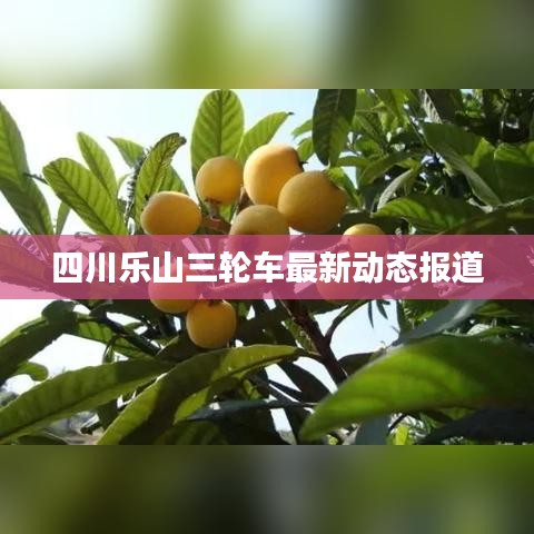 四川乐山三轮车最新动态报道