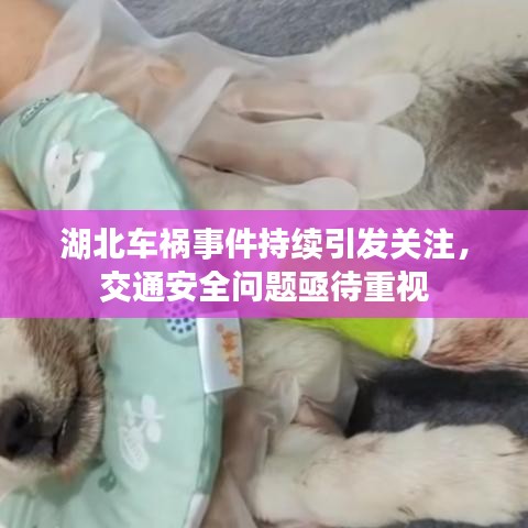 湖北车祸事件持续引发关注，交通安全问题亟待重视