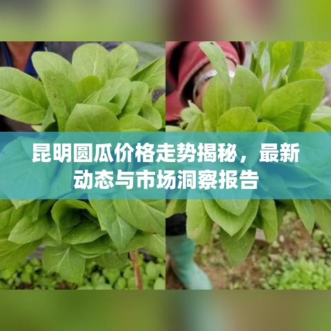 昆明圆瓜价格走势揭秘，最新动态与市场洞察报告