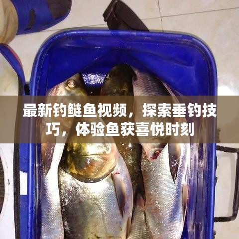最新钓鲢鱼视频，探索垂钓技巧，体验鱼获喜悦时刻