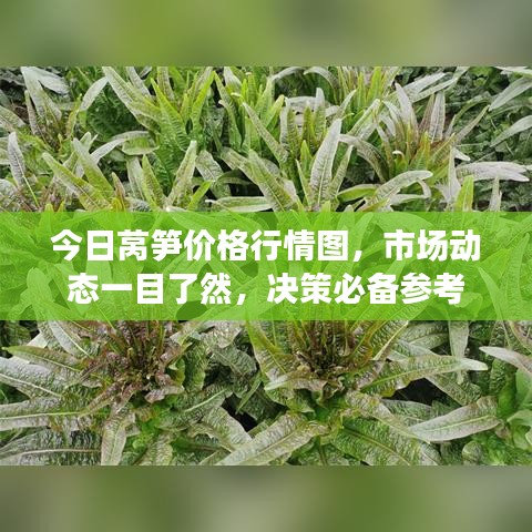 今日莴笋价格行情图，市场动态一目了然，决策必备参考