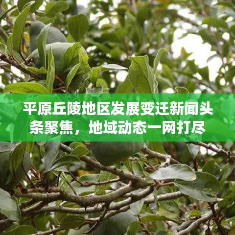 平原丘陵地区发展变迁新闻头条聚焦，地域动态一网打尽