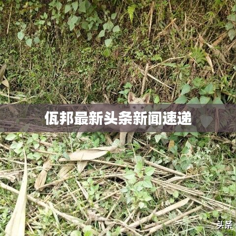 佤邦最新头条新闻速递