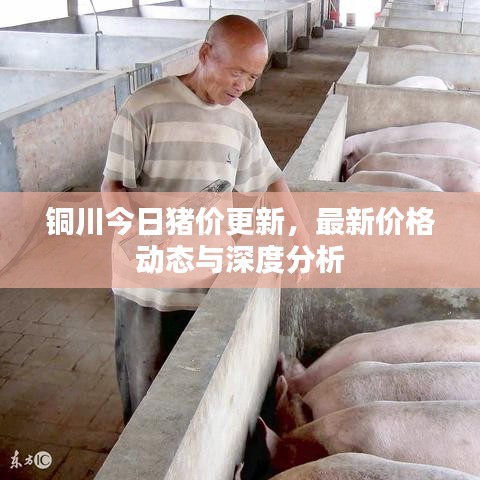 铜川今日猪价更新，最新价格动态与深度分析