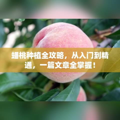 蟠桃种植全攻略，从入门到精通，一篇文章全掌握！