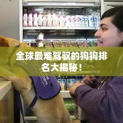 全球最难驾驭的狗狗排名大揭秘！