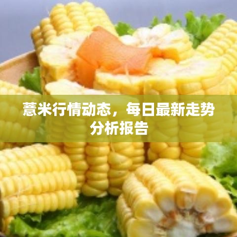 薏米行情动态，每日最新走势分析报告