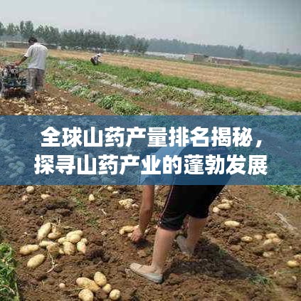 全球山药产量排名揭秘，探寻山药产业的蓬勃发展之路