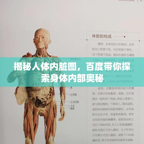 揭秘人体内脏图，百度带你探索身体内部奥秘