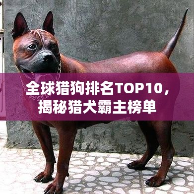 全球猎狗排名TOP10，揭秘猎犬霸主榜单