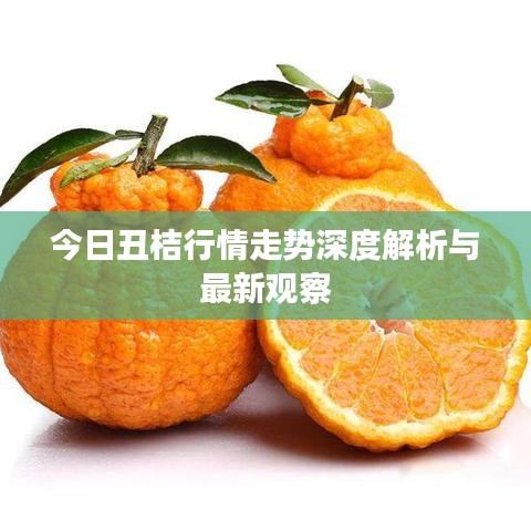 今日丑桔行情走势深度解析与最新观察