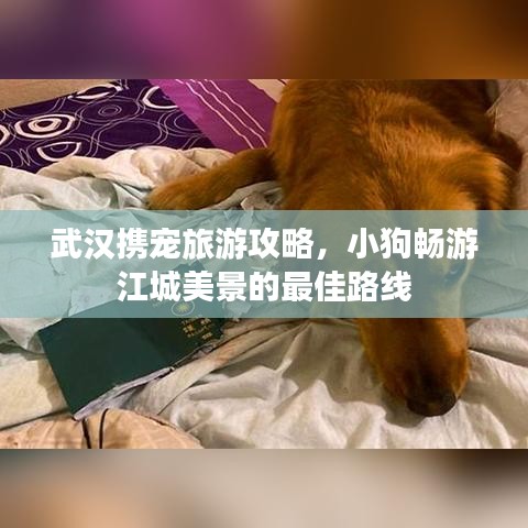 武汉携宠旅游攻略，小狗畅游江城美景的最佳路线