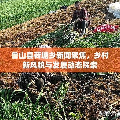 鲁山县荷塘乡新闻聚焦，乡村新风貌与发展动态探索